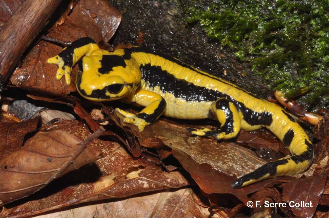 Salamandre tachetée fastueuse (La) © F. Serre Collet