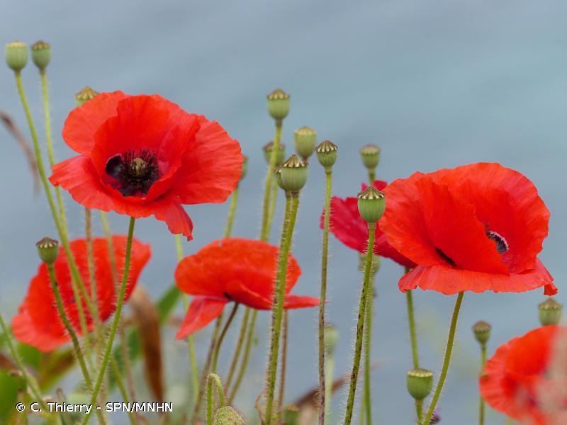 Coquelicot © C. Thierry - SPN/MNHN