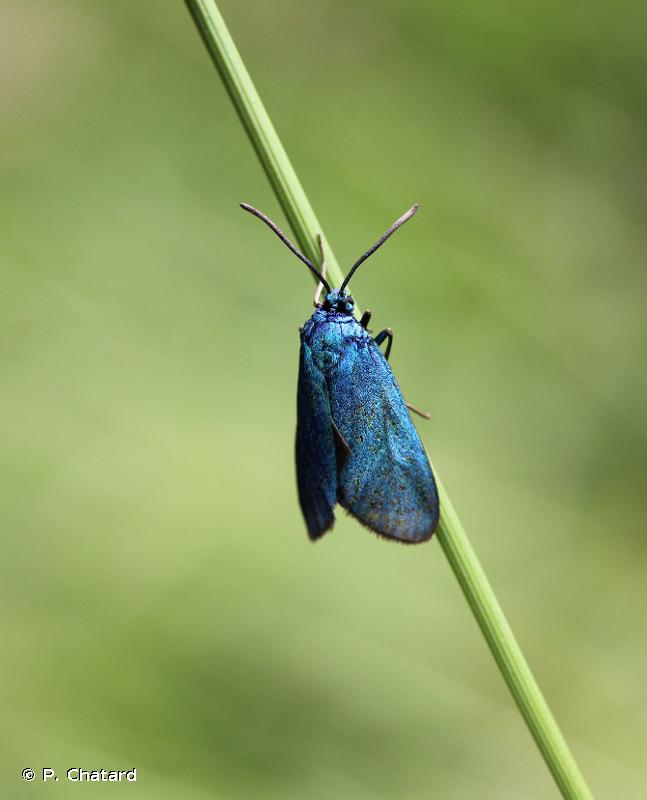 Procris de l'Oseille (Le), Turquoise de la Sarcille (La) © P. Chatard