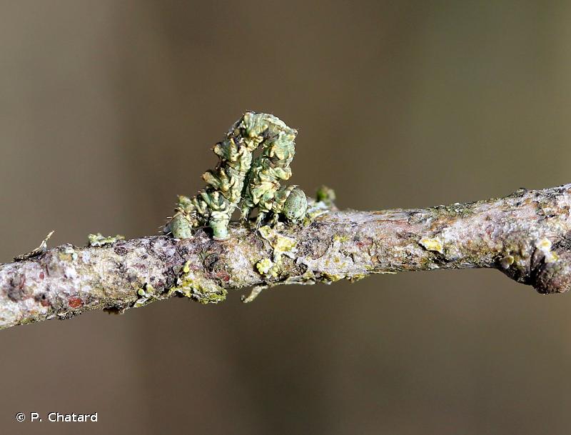 Boarmie des Lichens (La) © P. Chatard