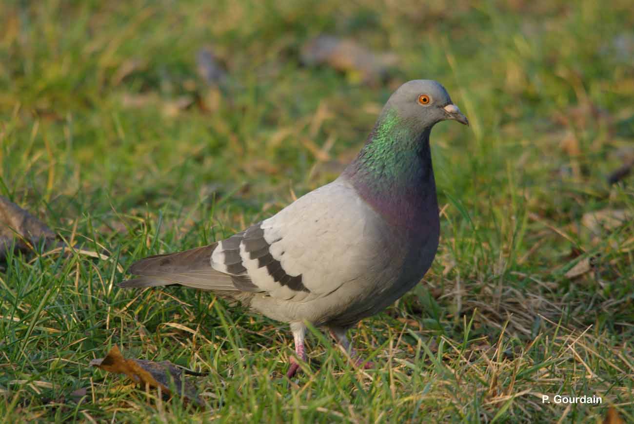 Pigeon biset © P. Gourdain