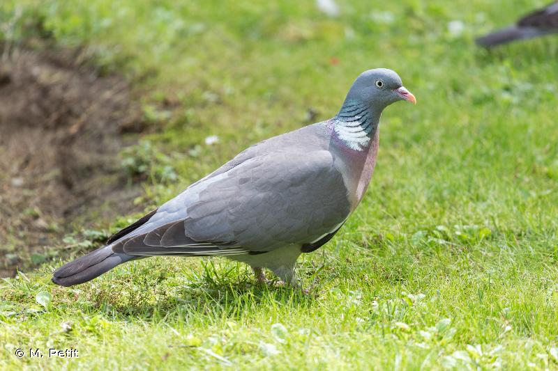 Pigeon ramier © M. Petit