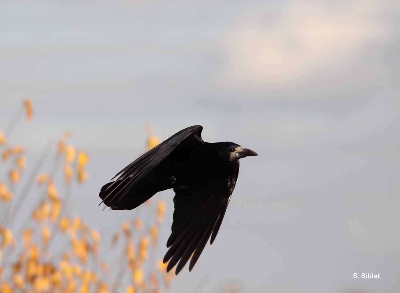 Corbeau freux © S. Siblet