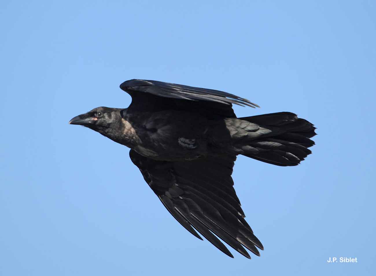 Grand corbeau © J.P. Siblet