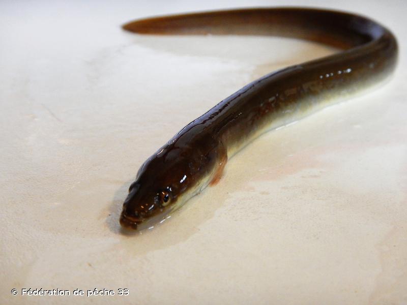 Anguille d’Europe, Anguille européenne © Fédération de pêche 33