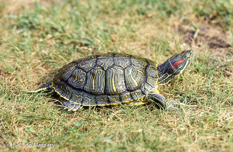 Trachémyde à tempes rouges (La), tortue de Floride © J.-C. de Massary