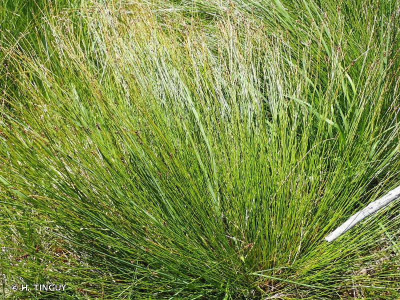 Laîche puce, Carex pucier © H. TINGUY