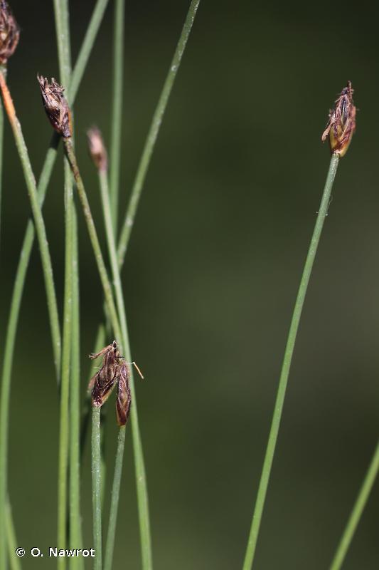 Scirpe pauciflore © O. Nawrot